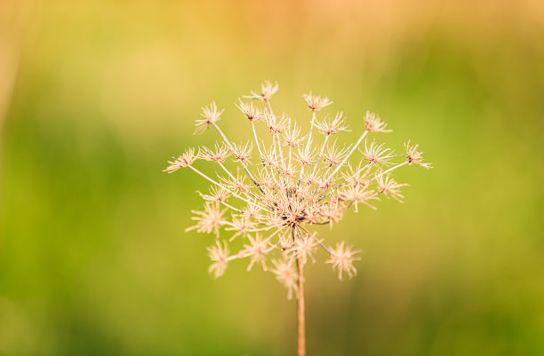 金色的花海