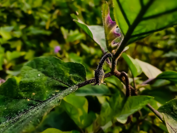 茄子树