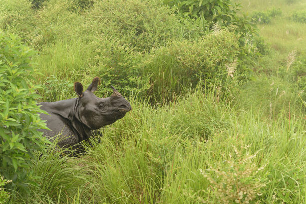 尼泊尔野生动物保护区