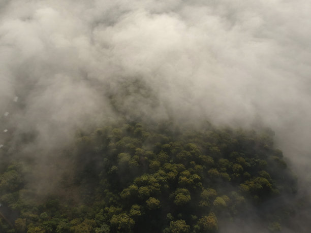 雨林的云雾