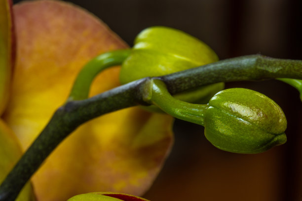 粉色花朵春季春暖花开设计素材