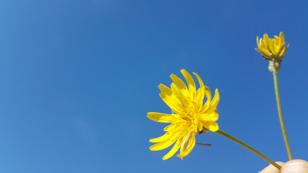 天空下的黄色雏菊