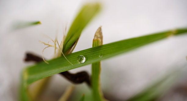 谷雨时节