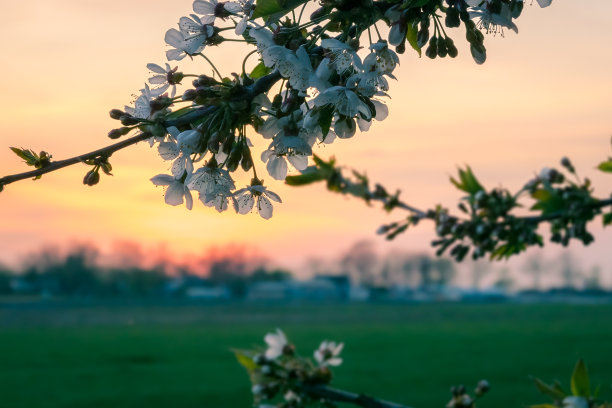 景物摄影白色的樱花