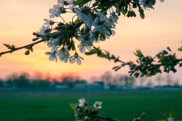 樱花季节