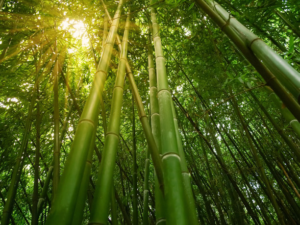 植物园落叶