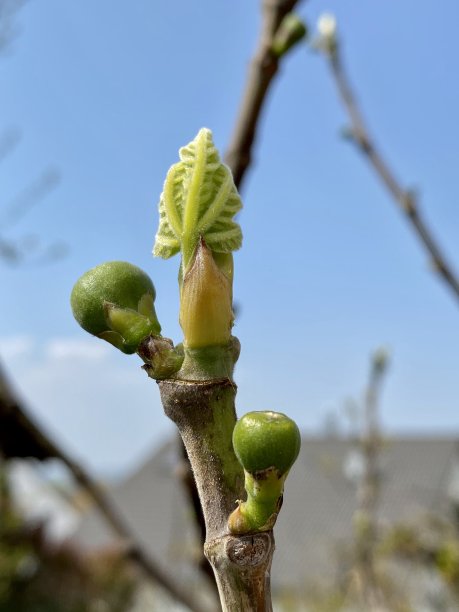 无花果开花