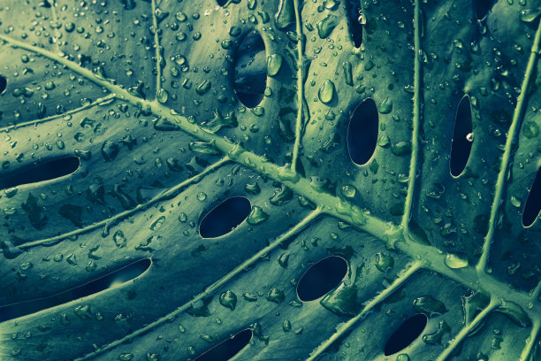 热带雨林背景