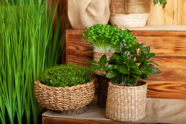 绿色植物 夏季植物 家具装饰
