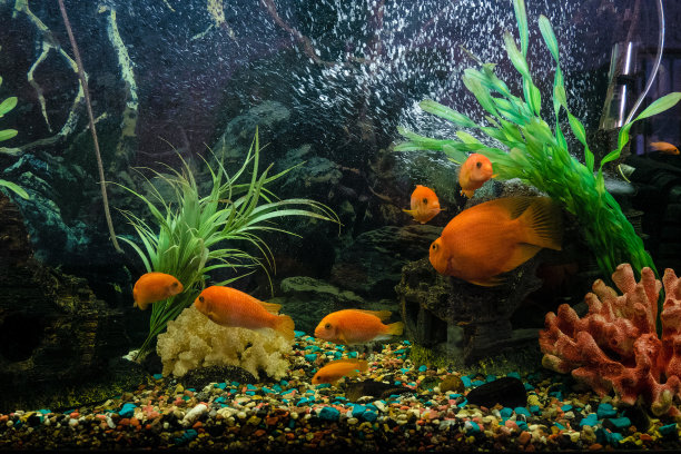 彩色的各种金鱼