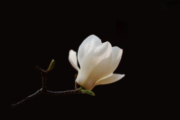 木兰花背景图片
