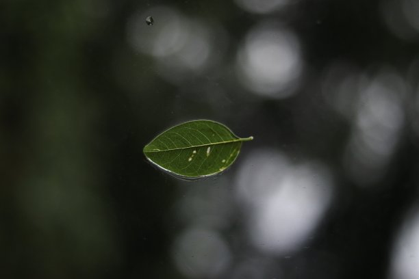 树叶纹水珠