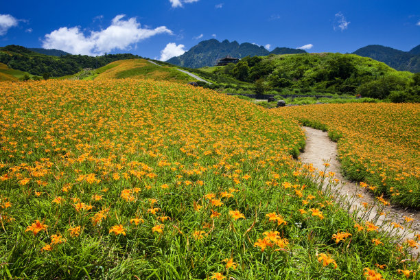 山和小黄花