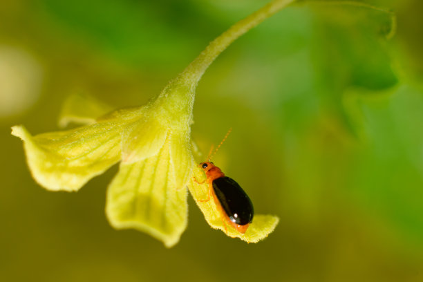 昆虫标识