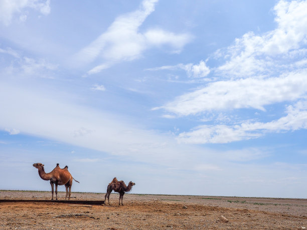沙漠骆驼一带一路