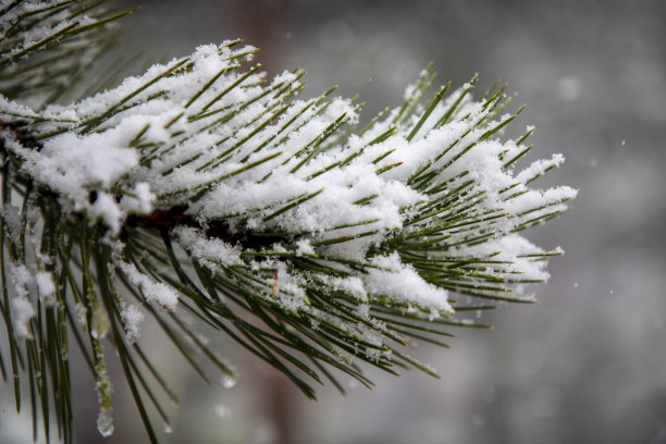 积雪寒冷小雪小寒大寒