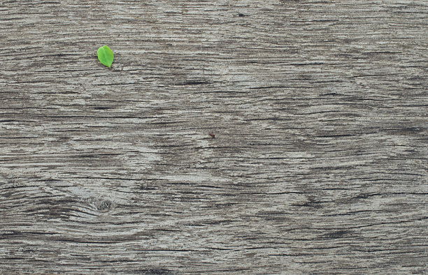 绿色树叶桌面壁纸 