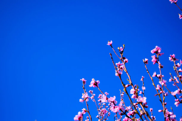 装饰桃花树