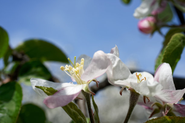 生态苹果