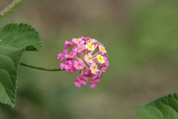 马缨丹花