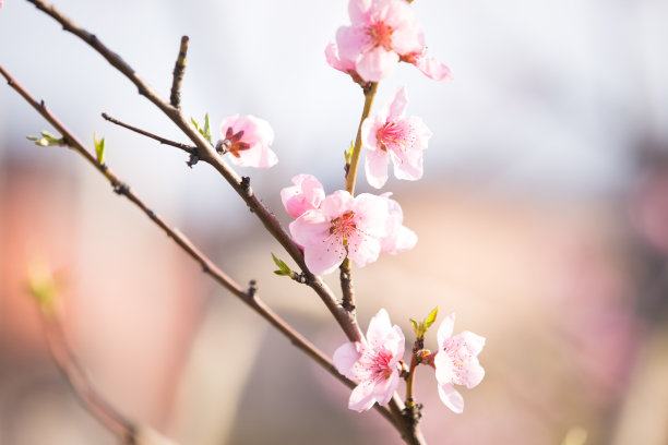 桃花树木