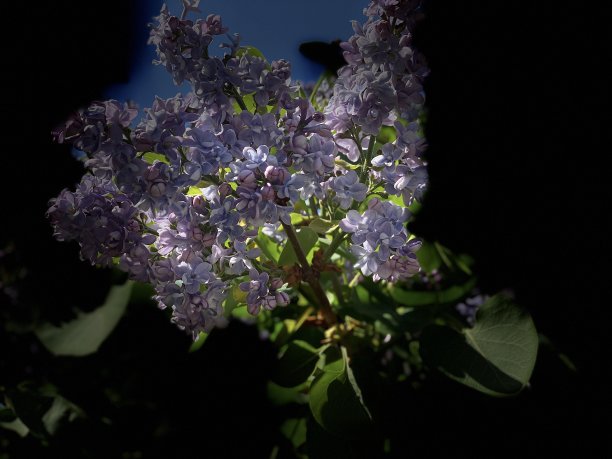 美丽的丁香花