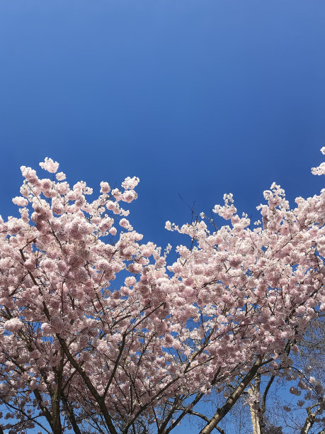 高清春天绚丽粉红色樱花实拍
