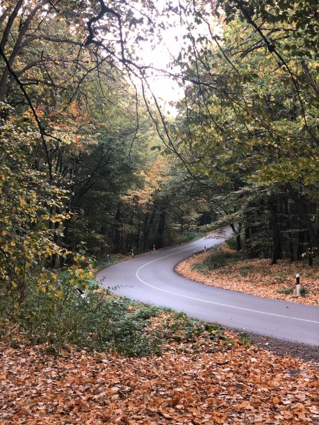 金秋公路树林金秋公路树林