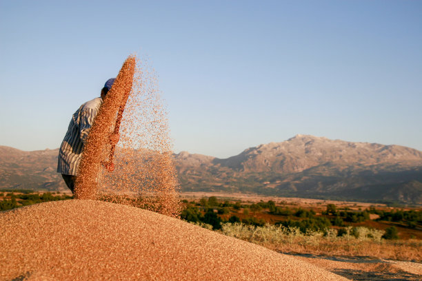 水稻收割收获麦子农民