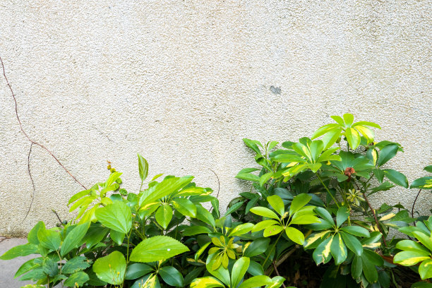 墙上的藤蔓植物,墙,藤蔓植物