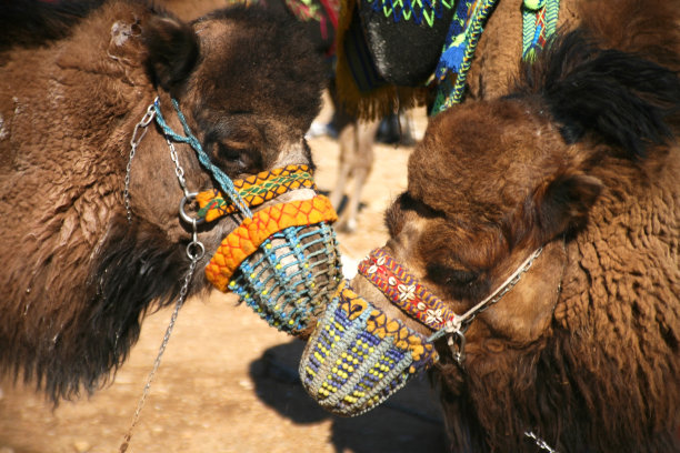 观赏骆驼