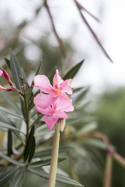 艳丽木槿花