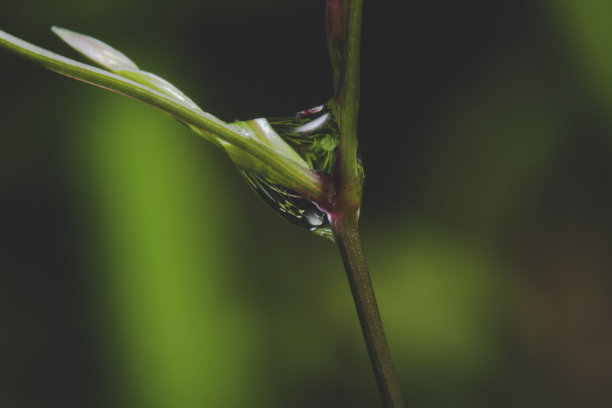 草与露水特写