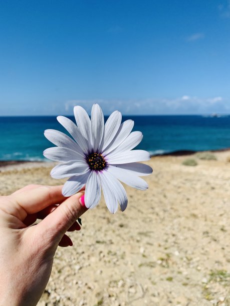 天空下的黄色雏菊