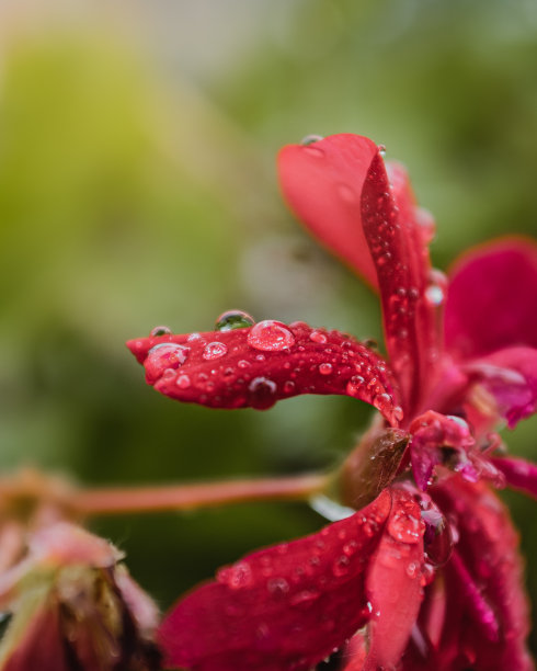 下雨天小黄花