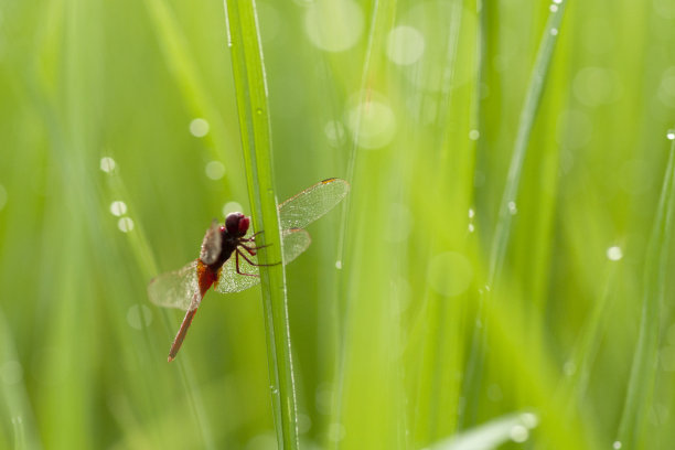 雨中昆虫