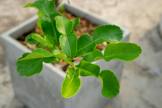 植物洗发水