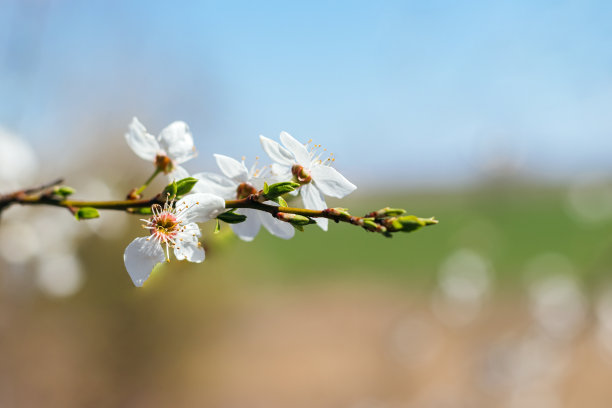 白色花蕊