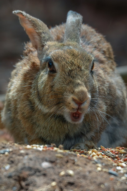 小灰兔吃东西