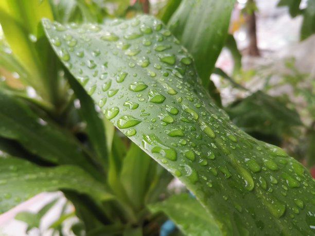 谷雨 雨水 小雨 