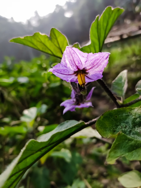 茄子素材