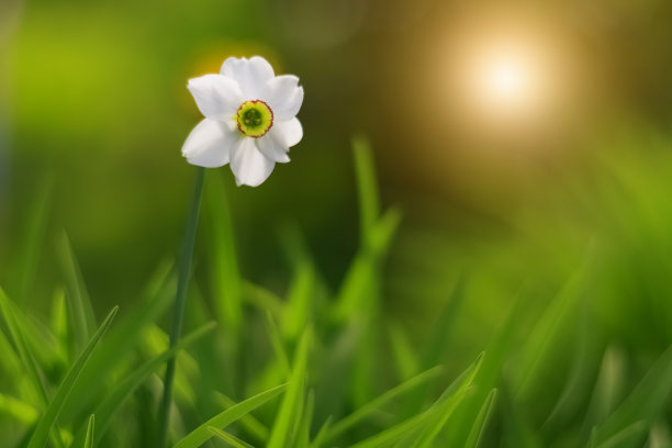 水仙花特写