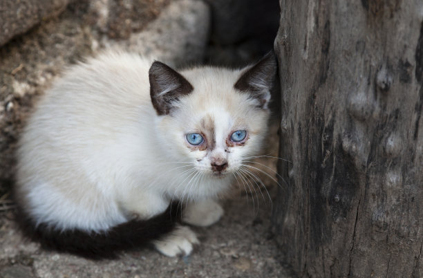 一只白色的流浪猫