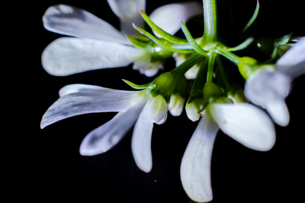 姹紫嫣红 花花草草 户外 写真