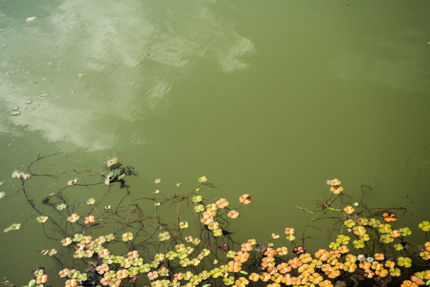 水草景观