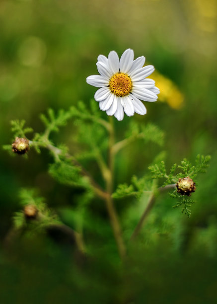 季节,白色,紫色