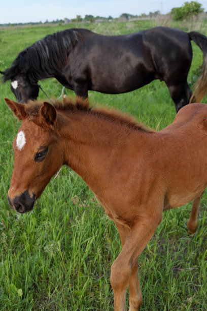 可爱的小马驹