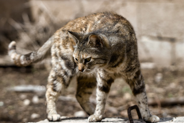 害羞的猫咪