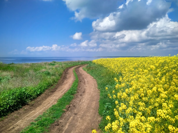 乡间花海美景