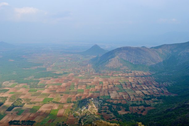 高山茶